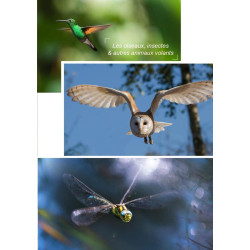 Carte randonnée RÊVE D'ICARE - L'ESSENTIEL SUR TOUT CE QUI VOLE